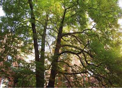 Steakhaus & Restaurant  Tucherbräu-stüberl