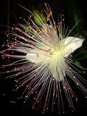 Bami House 1976 Leopoldstrasse