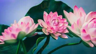 Sen Vietnamesisches Restaurant