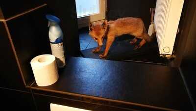 Coffeemamas Kaffeerösterei