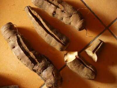 Beim Trübenecker Saftbar