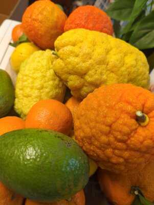 Beim Trübenecker Saftbar