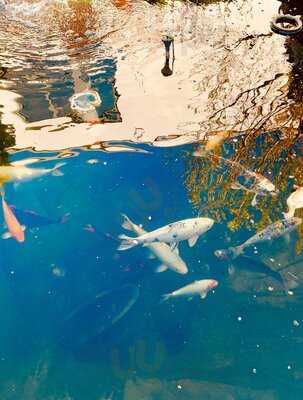 Phong Luu - Asia Bistro