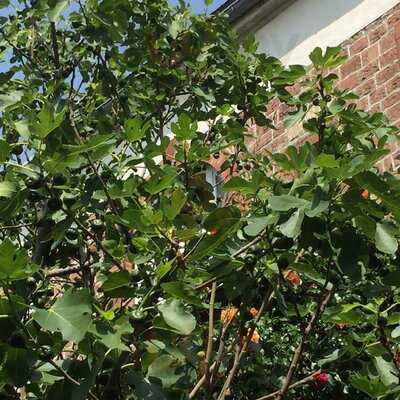 La Macchina Per Caffè