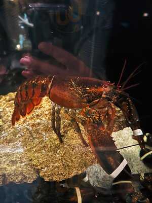 Pier 51 Restaurant & Bar