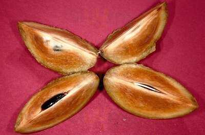 Feuerhut Dim-sum KrÄuter Restaurant