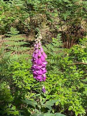 Café Konditorei Wahlen