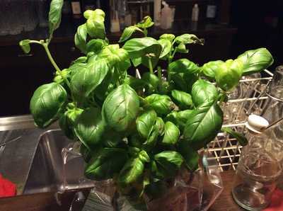 Haus Horchheimer Höhe