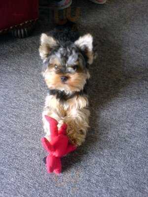 Ristorante San Marco