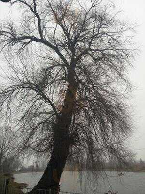 Restaurante Fischer-häusle