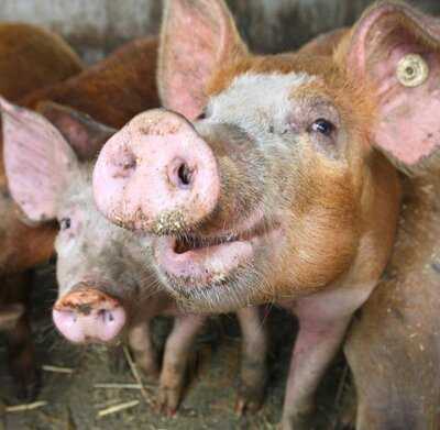 Gref-völsings Rindswurst