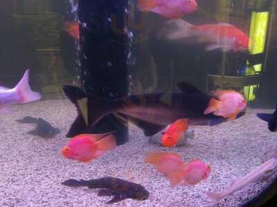 Chinesisch Restaurant Dynasty Siegen