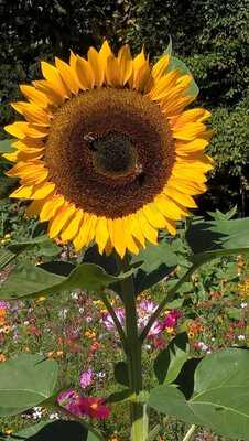 Zum Alten Weinkeller