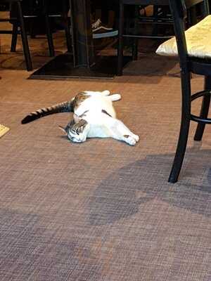 Cats Café Karlsruhe