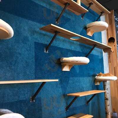 Cats Café Karlsruhe