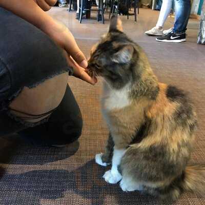Cats Café Karlsruhe