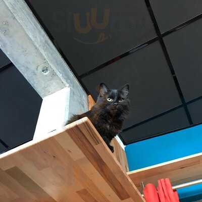 Cats Café Karlsruhe