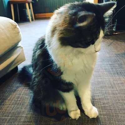 Cats Café Karlsruhe