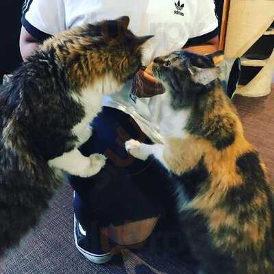 Cats Café Karlsruhe