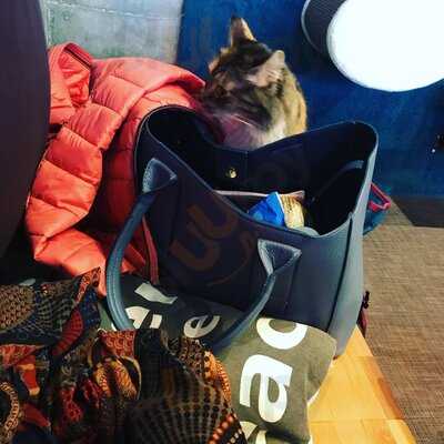 Cats Café Karlsruhe