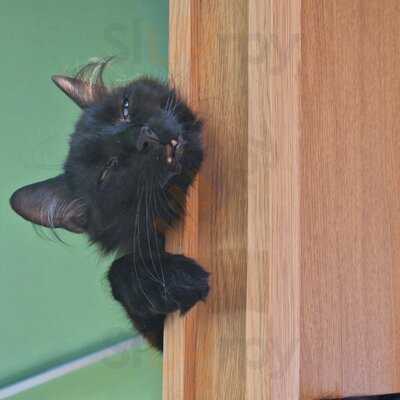 Katzentempel Leipzig