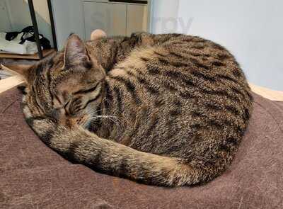 Katzentempel Leipzig