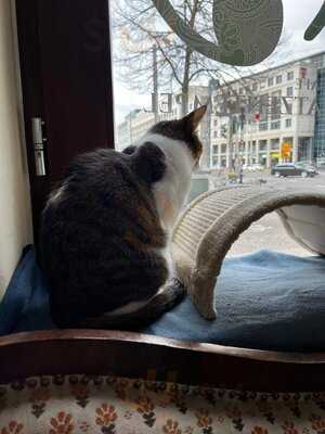 Katzentempel Leipzig