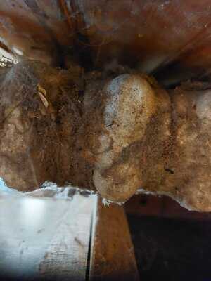 Onkel Otto - Das Xxl Schnitzelparadies