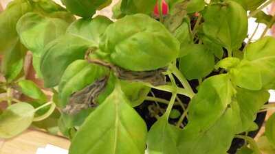 Louis Finest Burgers & Steaks