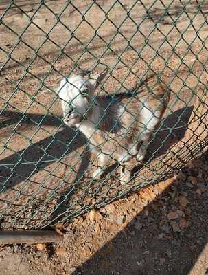 Uhu Pavillon - Wildpark