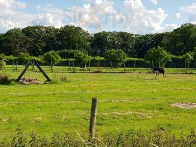 Die Straußenfarm