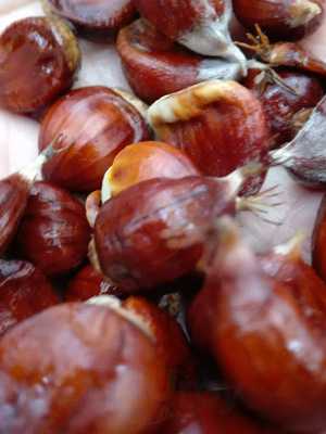 Forsthaus Finkenborn