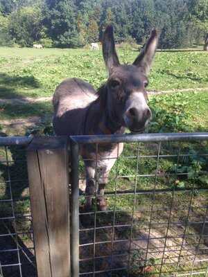 Waldgasthaus Schürmann Lattenberg