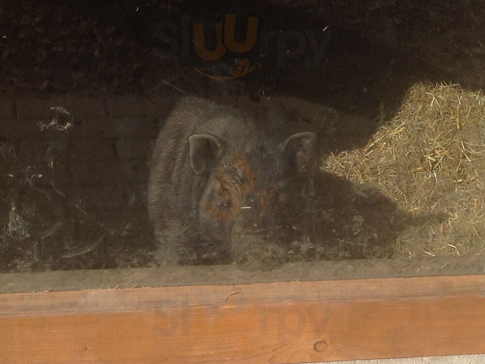 Waldgasthaus Schürmann Lattenberg