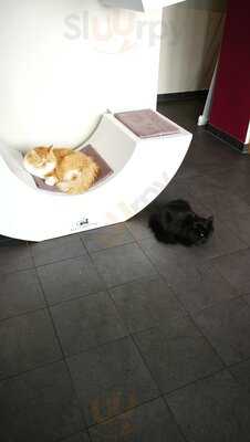 Catz Cafe