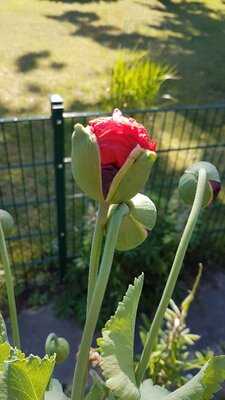 Nadjas Kleiner Kuchen- Und Kaffee-garten