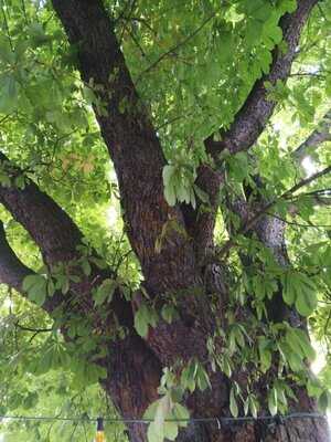 Gaststätte "zum Grauen Wolf"