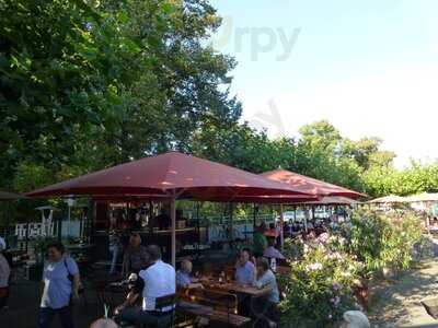 Fuchs Am Klemensplatz