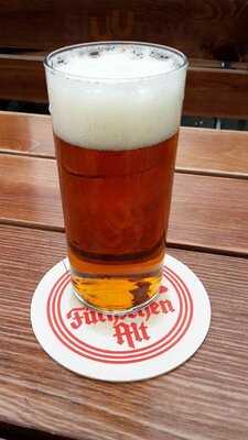 Fuchs Am Klemensplatz