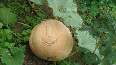 Obsthof Am Steinberg