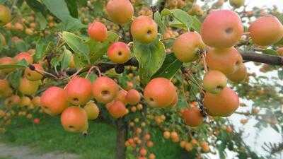 Obsthof Am Steinberg