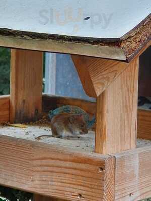 Restauarant Salash Bei Anita