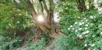 Toscano By Antonio T