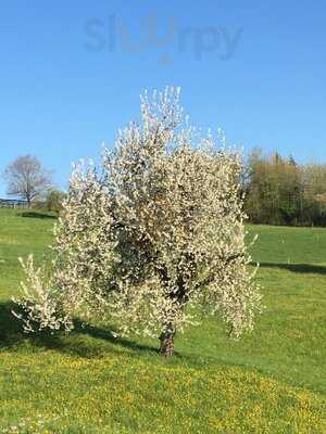 Waldgaststatte Alt-lechtern