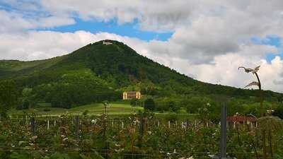 Vinorant Fleischmann-krieger