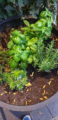 Lunas Pasta Espresso