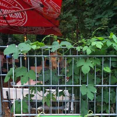 Le Golden Igel Tapas