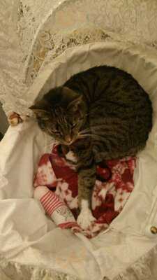 Pee Pees Katzencafé