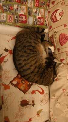 Pee Pees Katzencafé