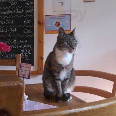 Pee Pees Katzencafé